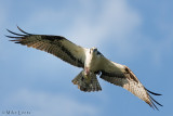 Osprey gazing down with fish