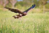 Golden Eagle fly by!