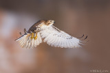 Redtail hawk flight