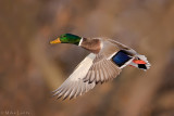 Mallard (drake)