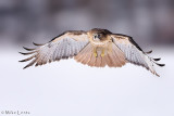 Red Tailed Hawk