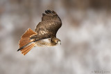 Redtailed Hawk banking