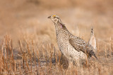 Sharp Tailed Grouse