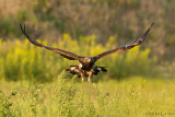 Golden Eagle