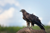 Golden Eagle stoic pose