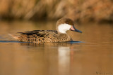 White-cheeked  Pintail (Bahama Pintail)