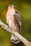 Coopers Hawk on lichen stick