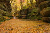 Leaves galore