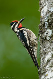 Yellow Bellied Sapsucker