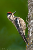 Yellow Bellied Sapsucker (female)