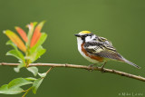 Chestnut sided warbler