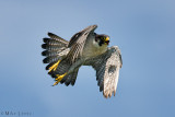 Peregrine Falcon