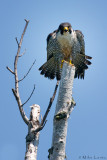 Peregrine Falcon