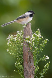 Black capped chickadee