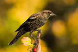 Red Winged lackbird (female)