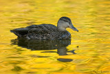 Black Duck (Autumn scene)