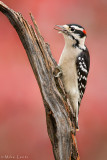 Hairy Woodpecker