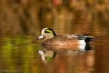 American Wigeon on fall pond