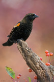 Red Winged Blackbird