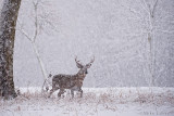 8 point buck in heavy snowfall