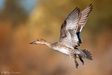 Pintail (Hen)