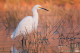 Snowy Egret