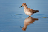 Least Sandpiper