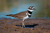 Killdeer