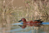Cinnamon Teal