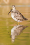 Dowitcher