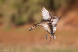 Northern Pintail (hen)
