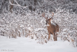 Ten point buck in snowy landscape