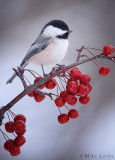 Black capped chickadee