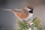 Boreal Chickadee