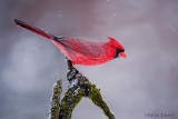 Northern Cardinal