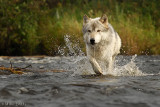 Wolf crossing stream