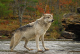 Wolf in autumn stream scene
