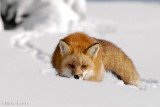 Red Fox belines a trail