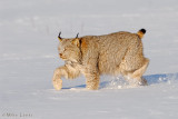 Lynx