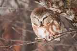 Northern Saw Whet