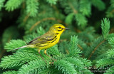 Prairie Warbler on pine 