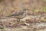 American Pipit 