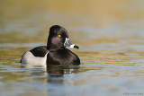 Ringneck Drake beauty