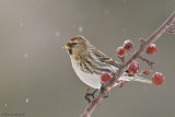 Common Redpoll on berries in snow