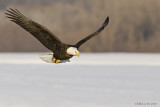Eagle over prairie