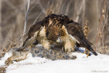 Redtail tearing at rabbit