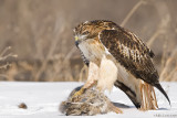 Redtail juvie over prey