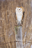Barn Owl on post