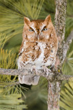 Eastern screech owl (red morph)