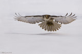 Redtail over snow and low
